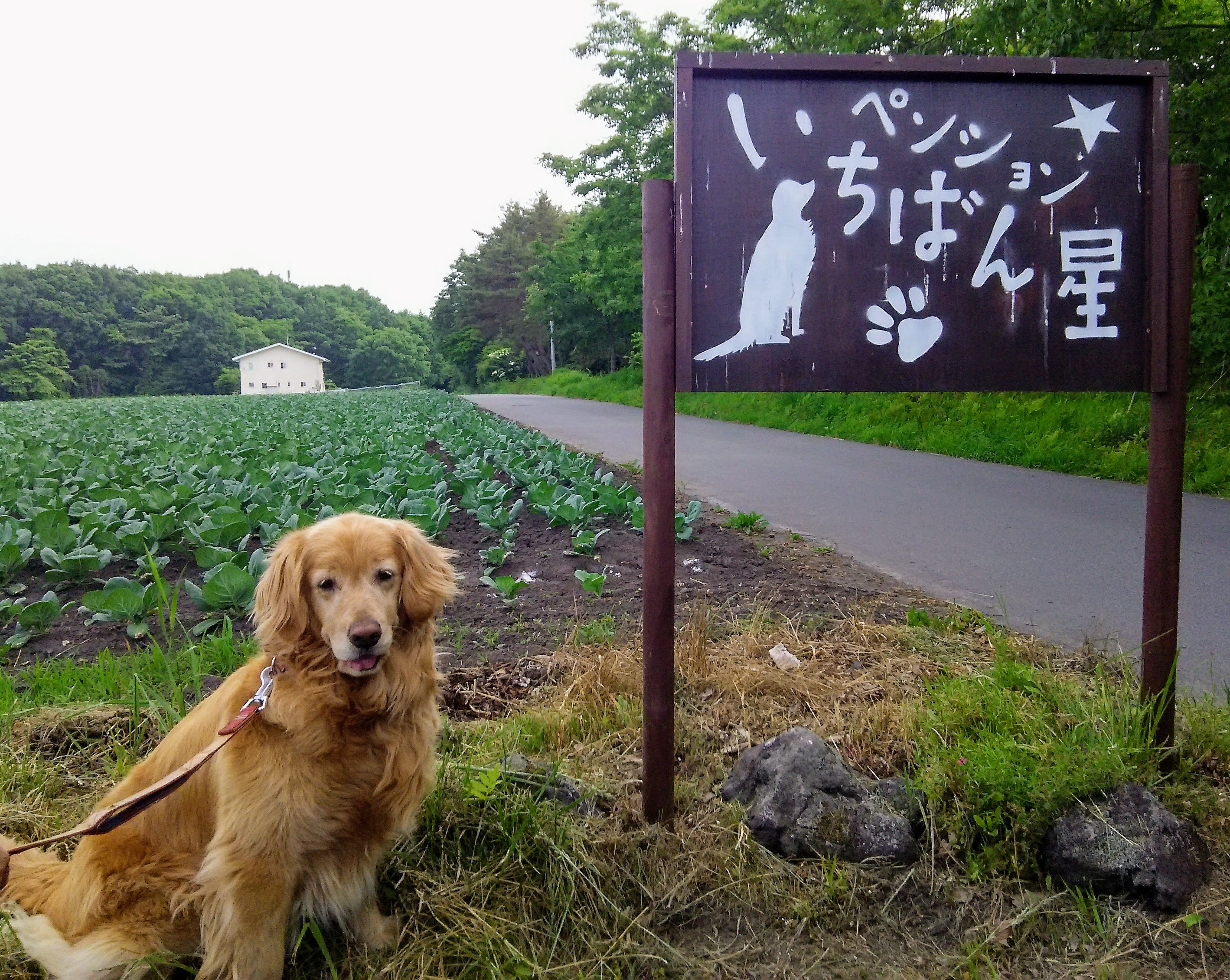 ペンション いちばん星 群馬県 宿泊予約 楽天トラベル