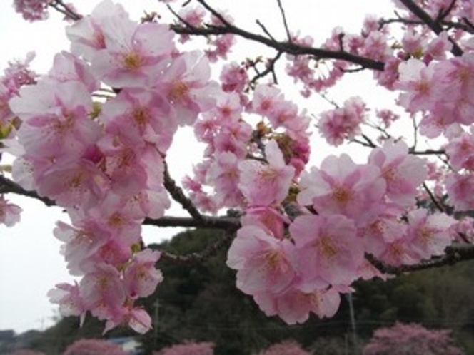 桜A