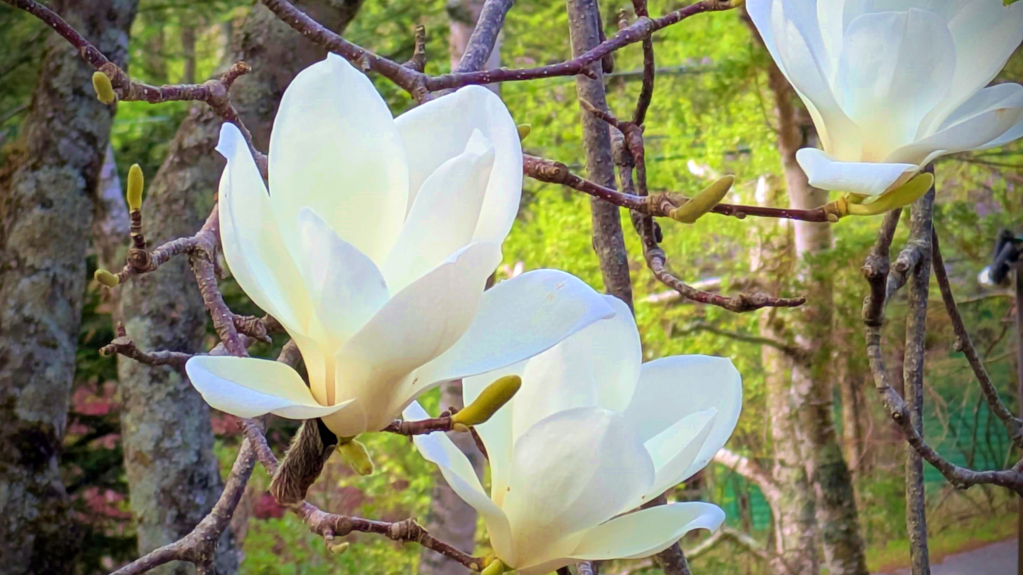 ペンションに咲く木蓮の花
