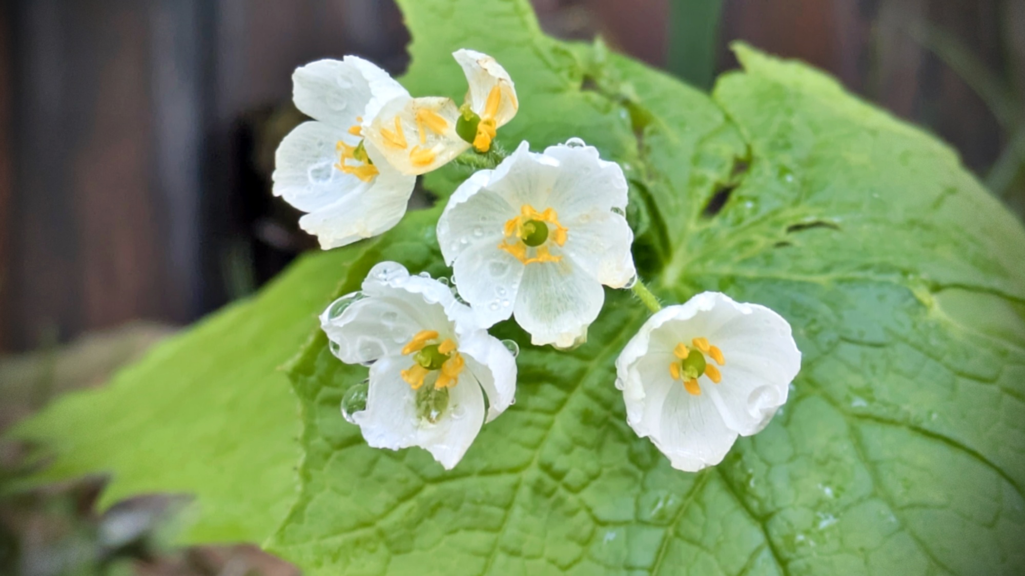 ペンションに咲くサンカヨウ