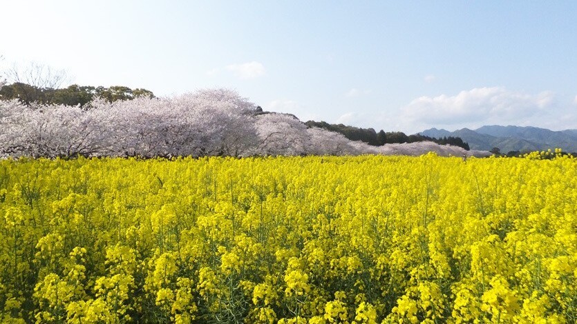 西都原花まつり