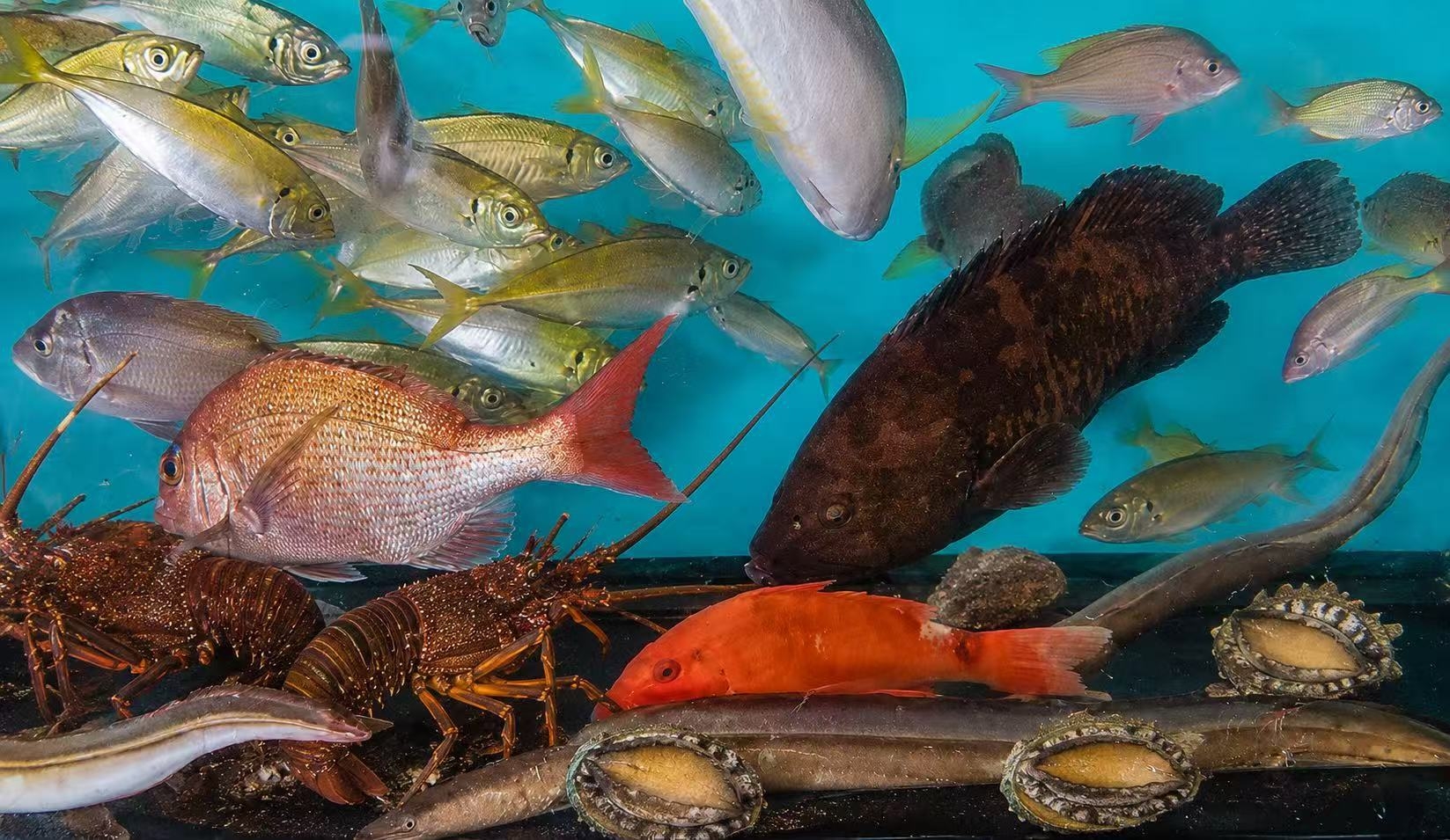★★★★★★贅沢な癒やし旅♪【雅・特別プラン】料理長おまかせ—厳選した生簀旬魚と季節の美食で彩る♪
