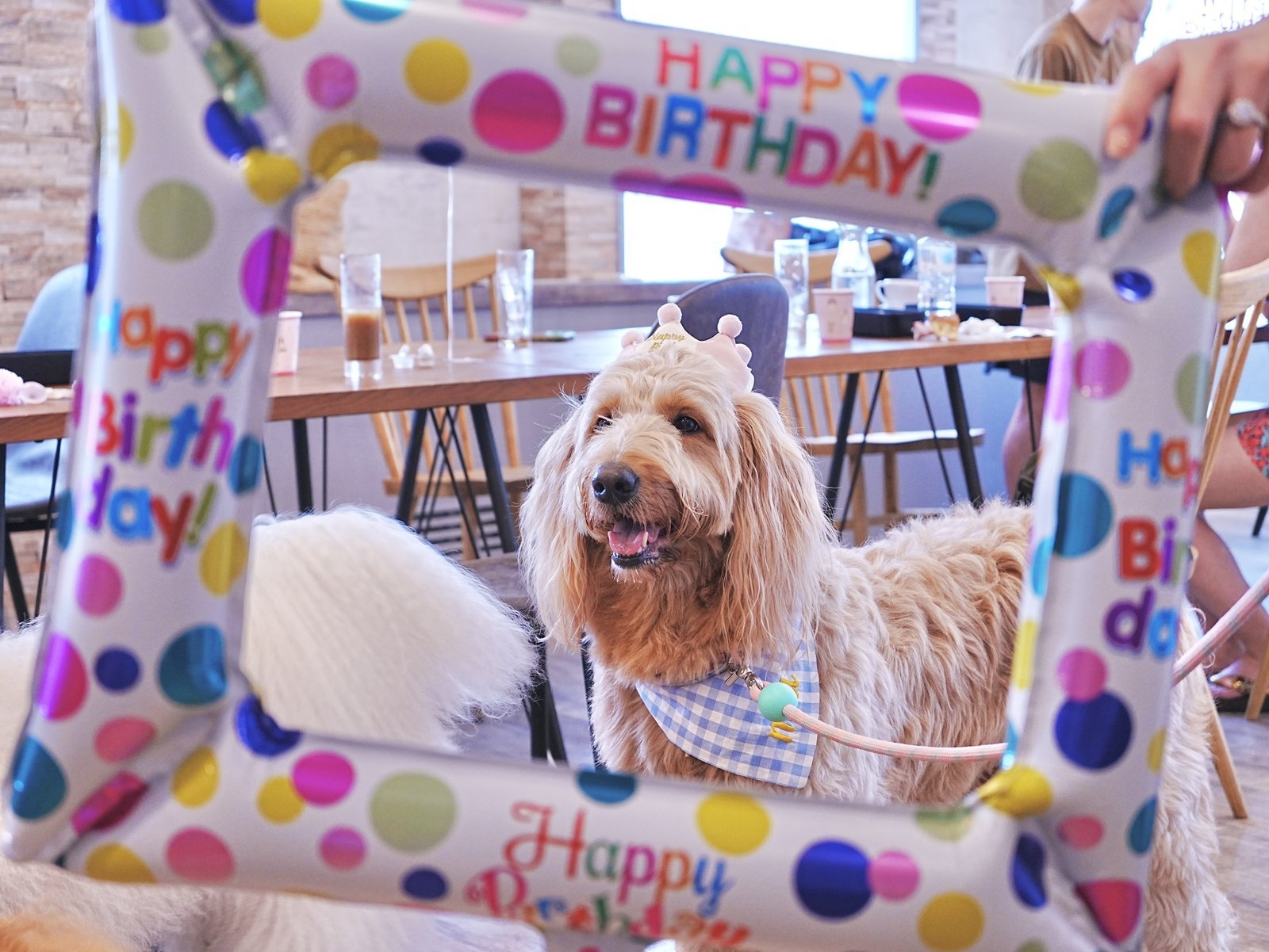 【記念日】ケーキ・バルーン・フォト付き 愛犬とお祝いステイ（夕朝食付）