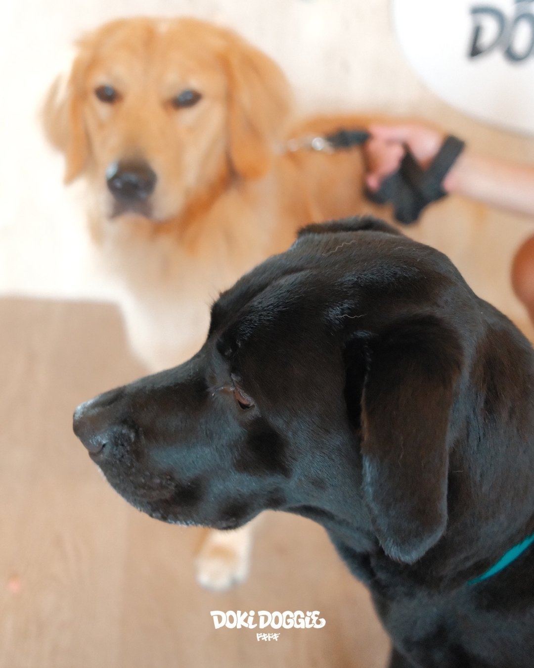 【60日前早割】早めのご予約でお得に 愛犬と海辺の休日（夕朝食付）