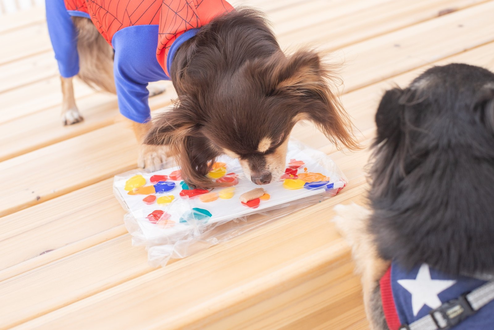 【記念日】ケーキ・バルーン・フォト付き 愛犬とお祝いステイ（夕朝食付）