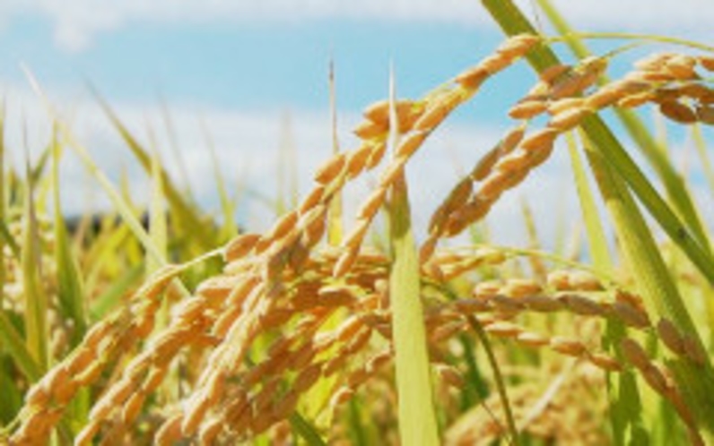 お米は有機栽培のコシヒカリ　炊き立てで出されます。