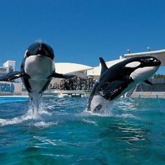 ◆鴨川シーワールド・シャチ（車で約10分）