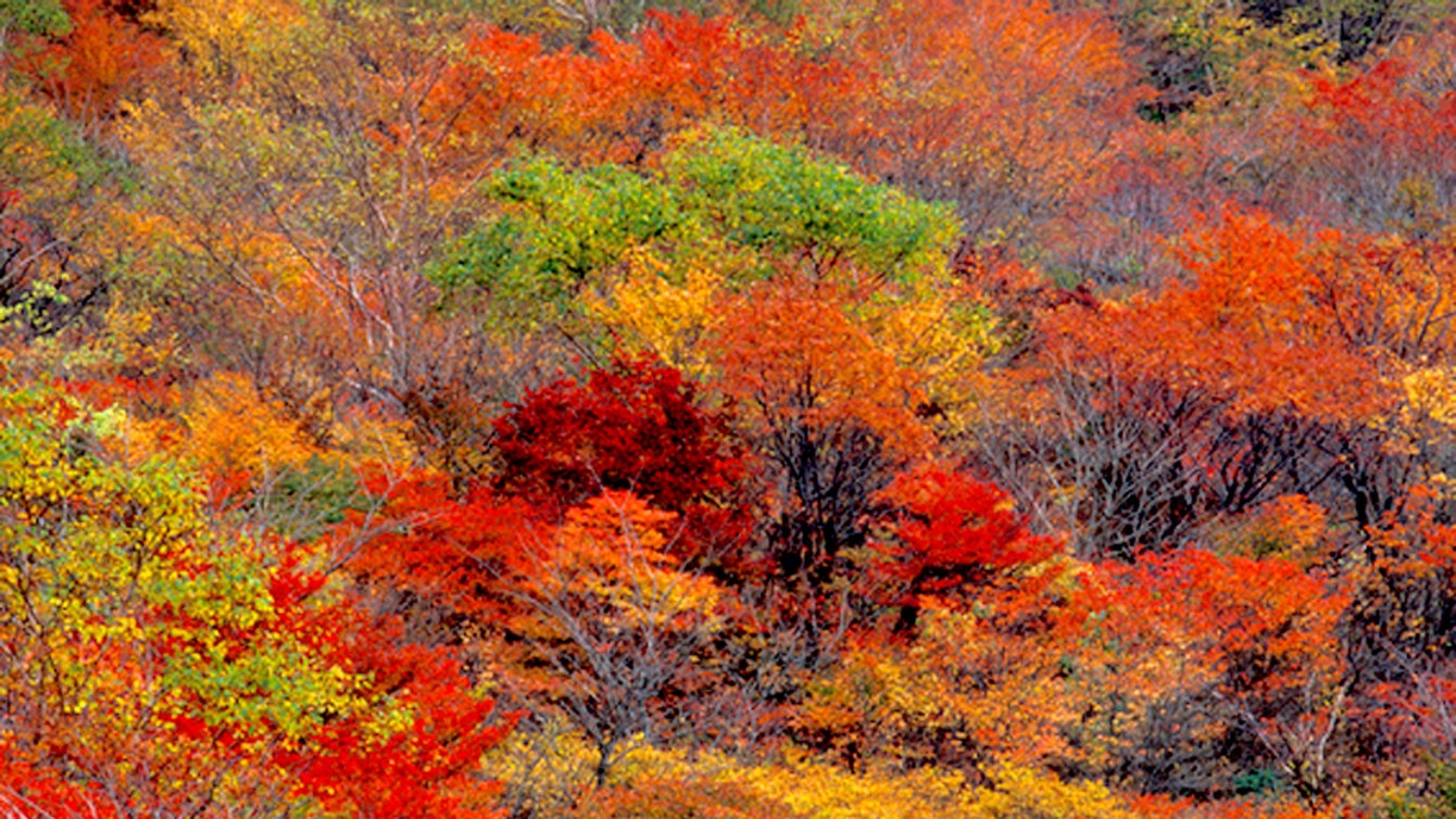 【紅葉の秋♪食欲の秋！】2大特典付＜1ドリンク＋秩父のお土産＞心と身体を満たす1泊2食●囲炉裏懐石●