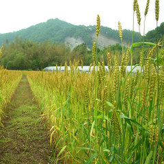 【風景】田舎ならではの景色と空気と時間があります