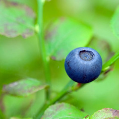 【ブルーベリー】6月下旬から7月上旬にかけてブルーベリー狩りもできます。