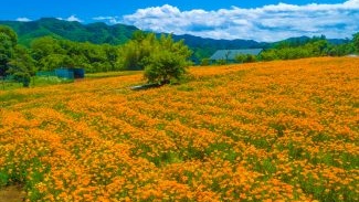 *【周辺観光】花の里「ハナビシソウ」太陽が出ている日中だけに開花しているのが見られる花です