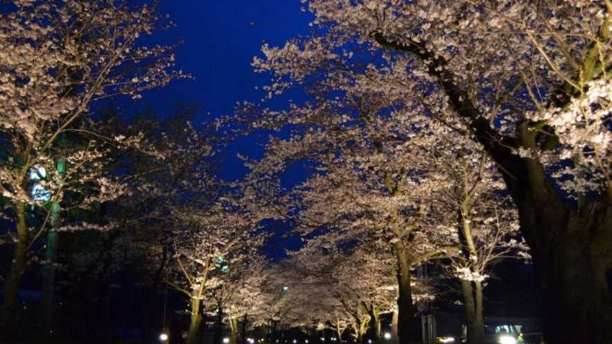 *【長瀞/北桜通り】開花期にはライトアップも！昼間とは違ったしっとりとした雰囲気を楽しめます。