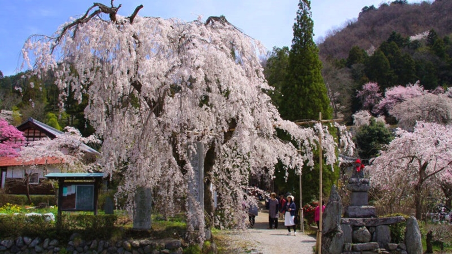 *【長瀞/法善寺しだれ桜】樹齢100年を超す町の天然記念物。見頃：3月中旬～下旬