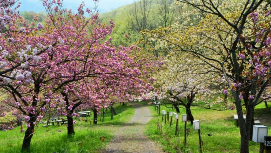 *【長瀞/通り抜けの桜】宝登山の麓、八重桜系の品種を種類豊富に鑑賞できます。見頃：4月中旬～下旬