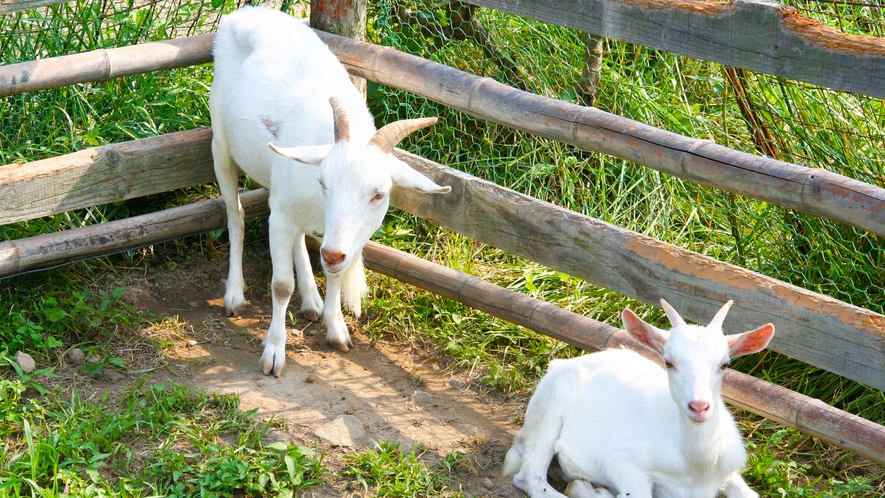 *【秩父ふるさと村】動物ふれあい体験はお子様に大人気！