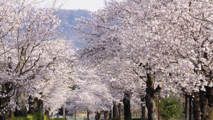*【長瀞/北桜通り】長瀞駅から荒川に沿って約2.5㎞に及ぶまさに「桜のトンネル」見頃：4月上旬～中旬