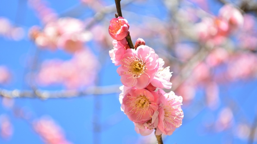 *【周辺観光/秩父ミューズパーク】春の訪れを知らせてくれるかわいらしい梅の花に心が和みます。