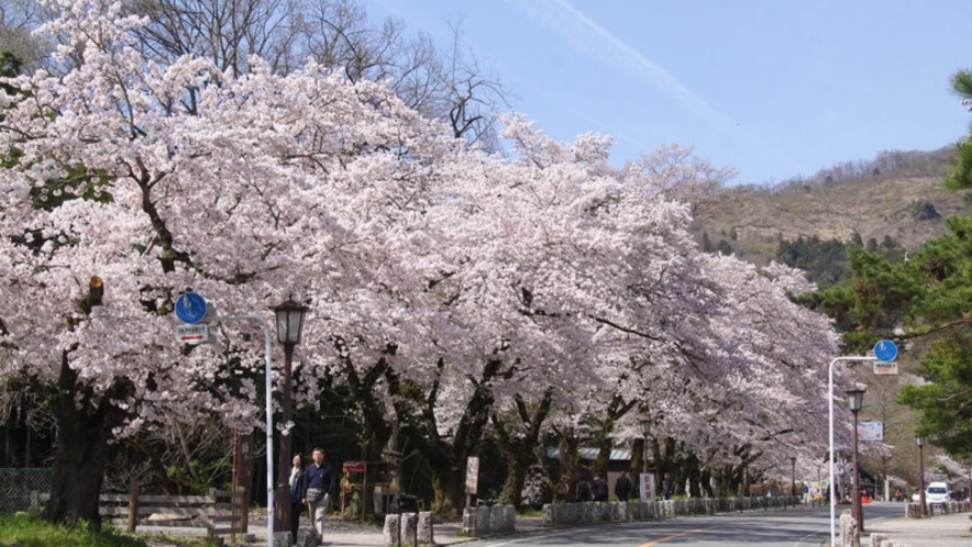 *【長瀞/宝登山参道】秩父三社の一つである宝登山神社の桜並木。見頃：3月下旬～4月初め
