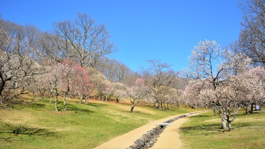 *【周辺観光/秩父ミューズパーク】白加賀、野梅、豊後など１５種類、約６００本の梅が咲き誇ります。