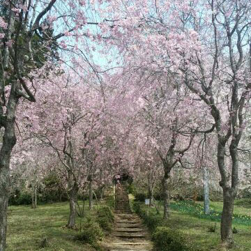 しだれ桜（車で約10分）