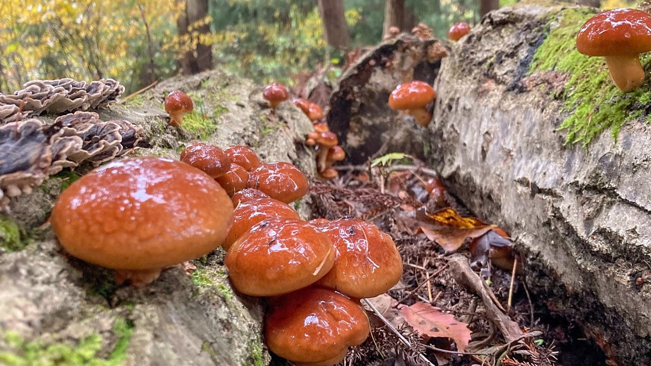 【スタンダード】温泉＆山ごはんを楽しむ基本プラン／夕朝食付【楽タビ】