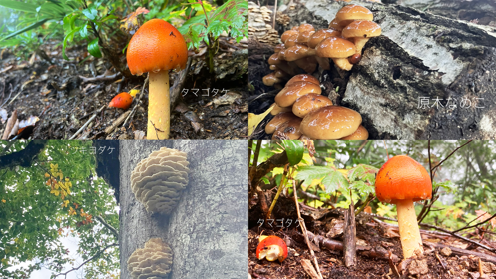 秋のお食事には、天然のきのこをたっぷり使用します。