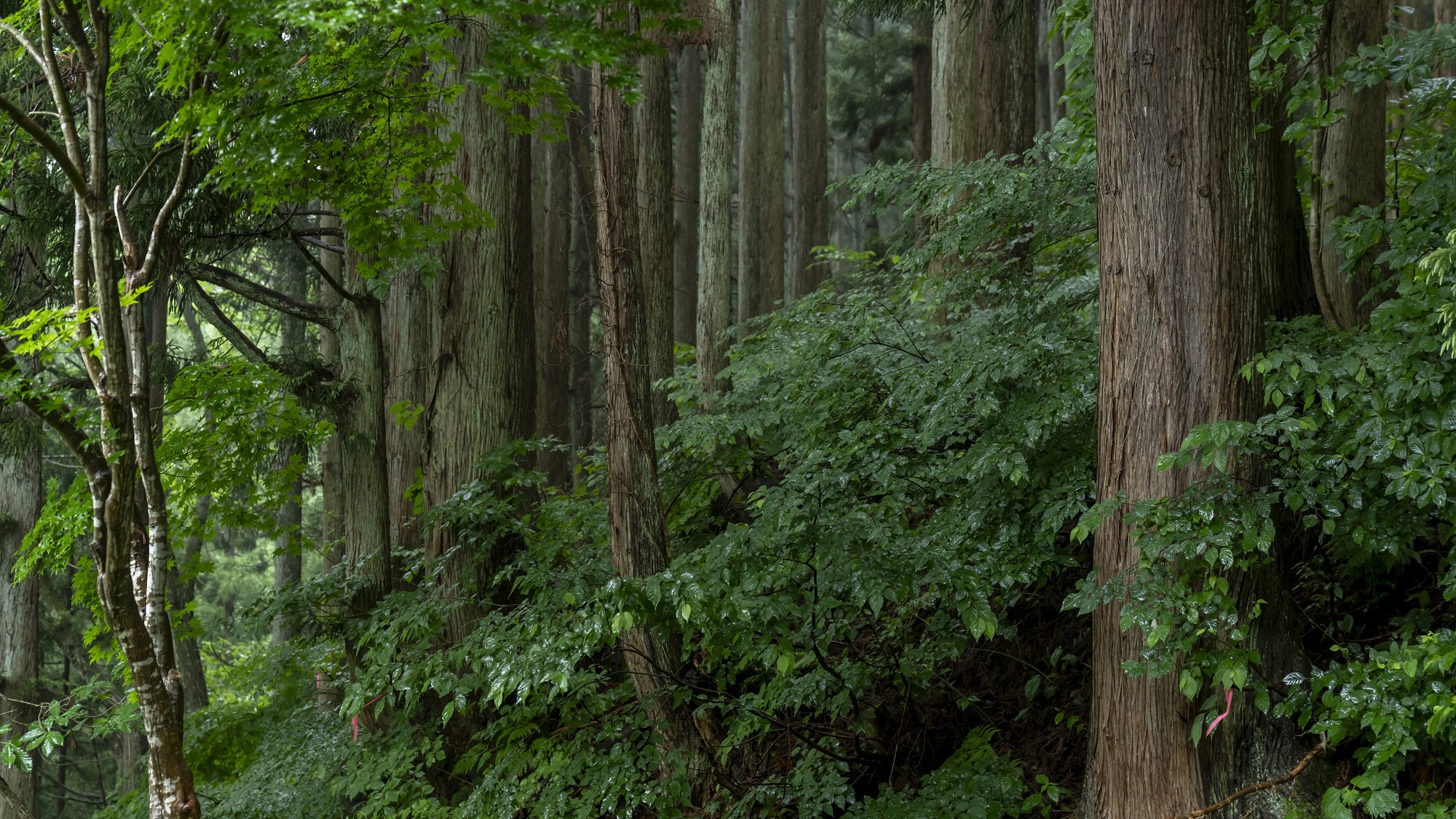 ログハウス大浴場からの眺め