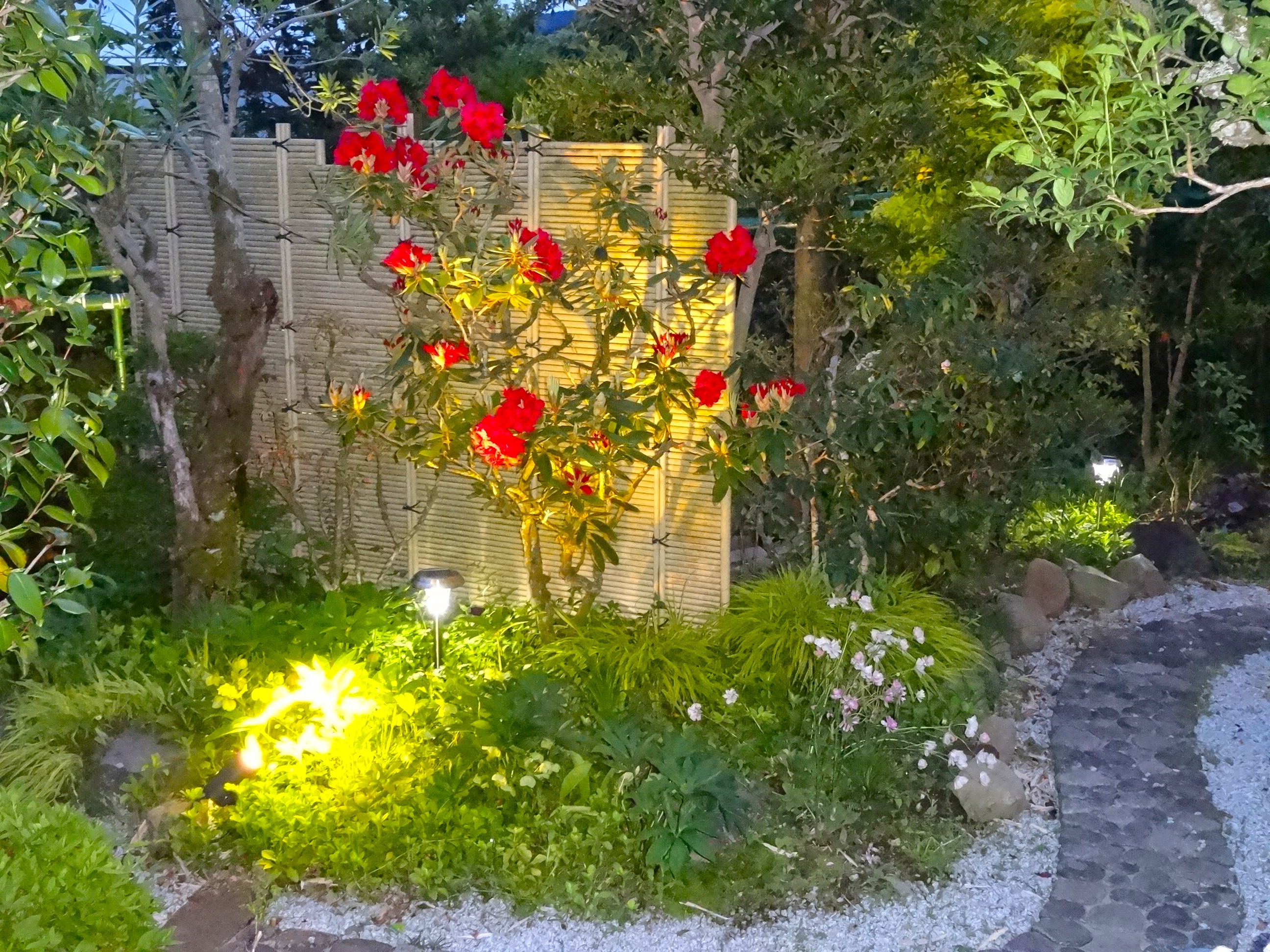 お庭のシャクナゲの花
