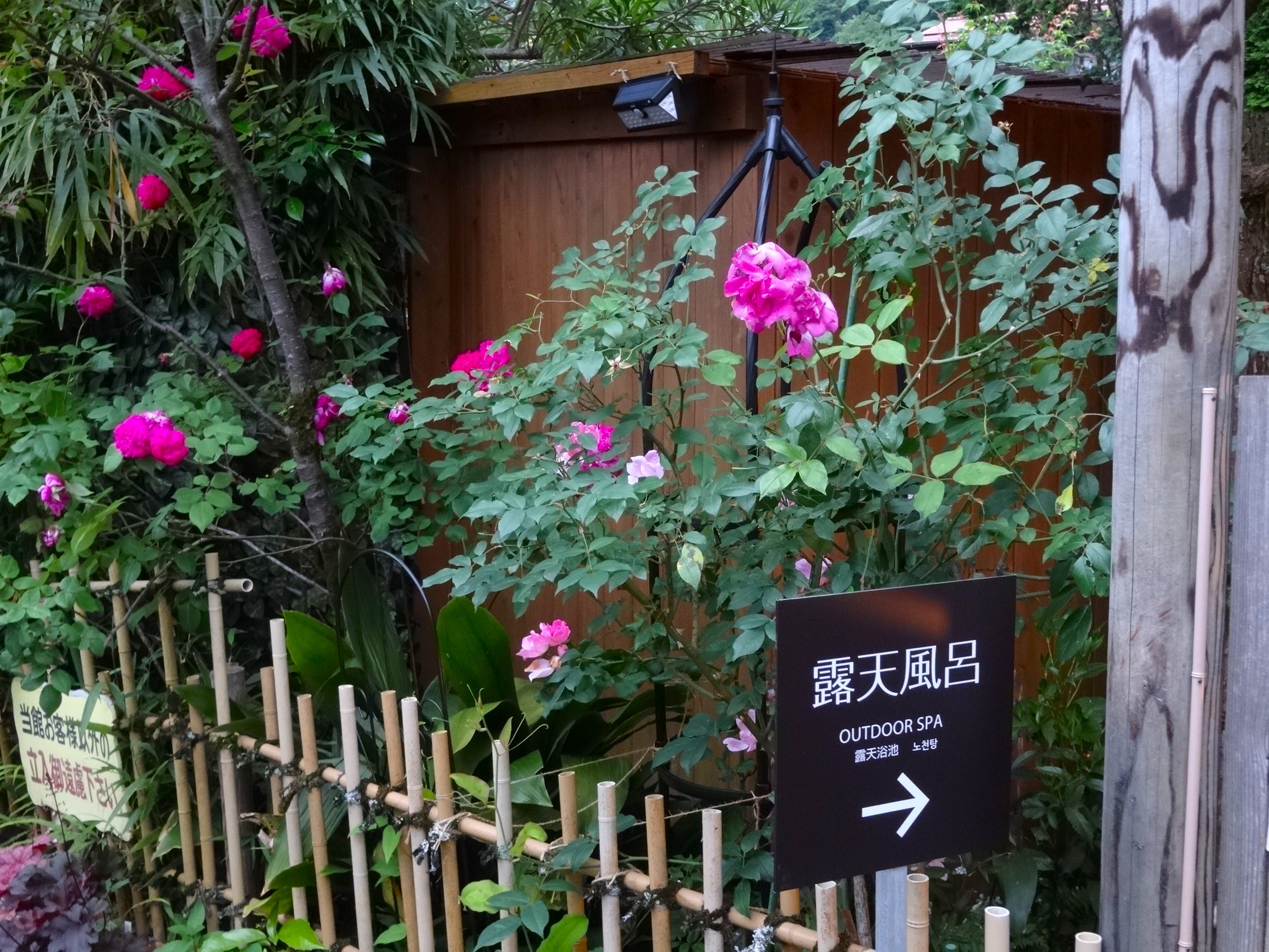 露天風呂入口のバラ