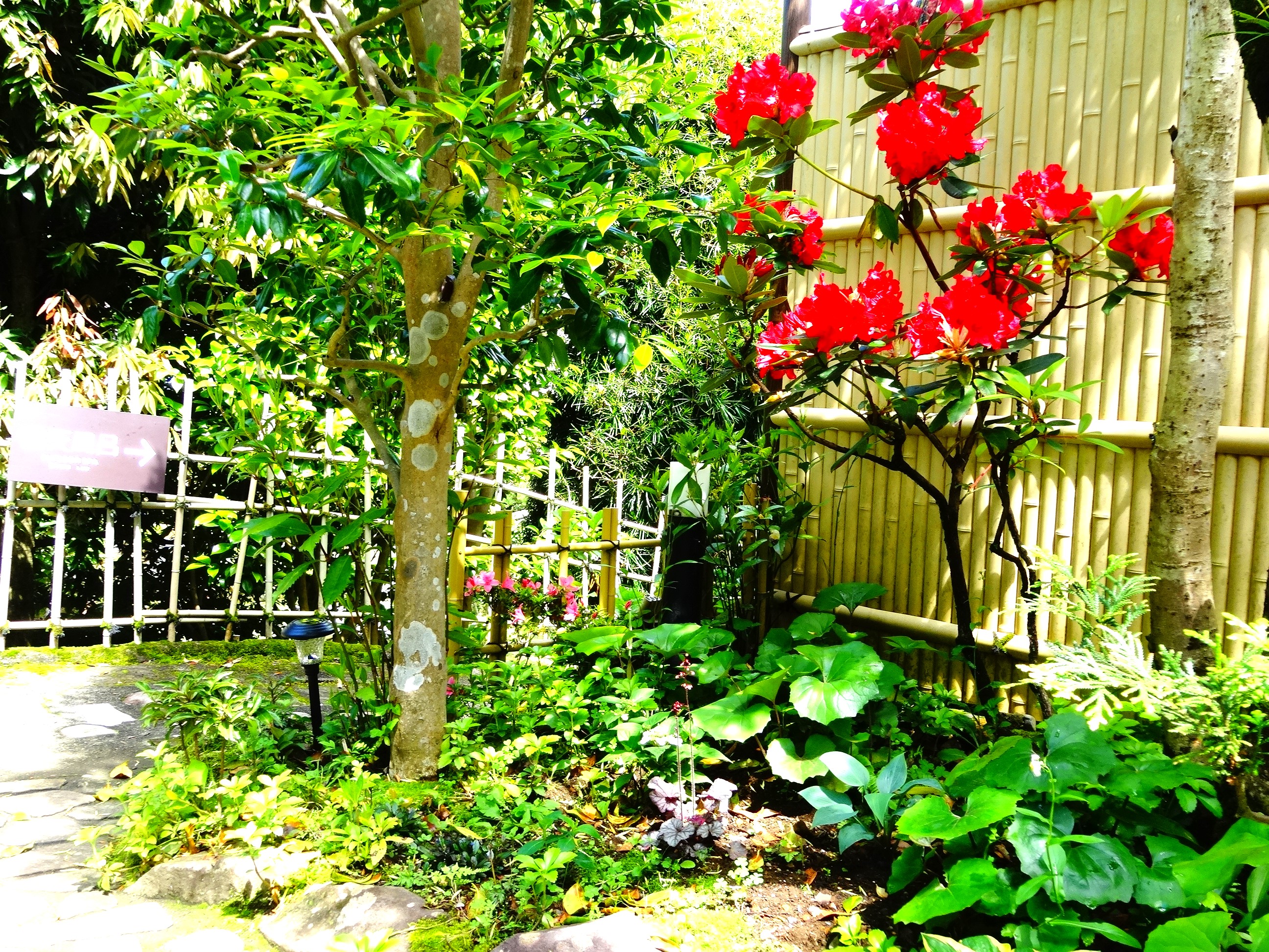 シャクナゲの花（玄関前）