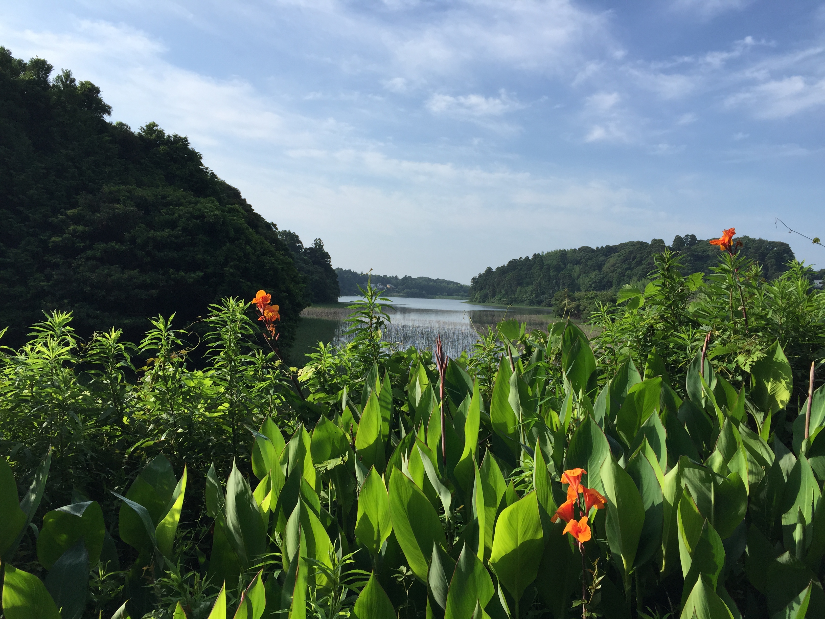 夏の湖畔