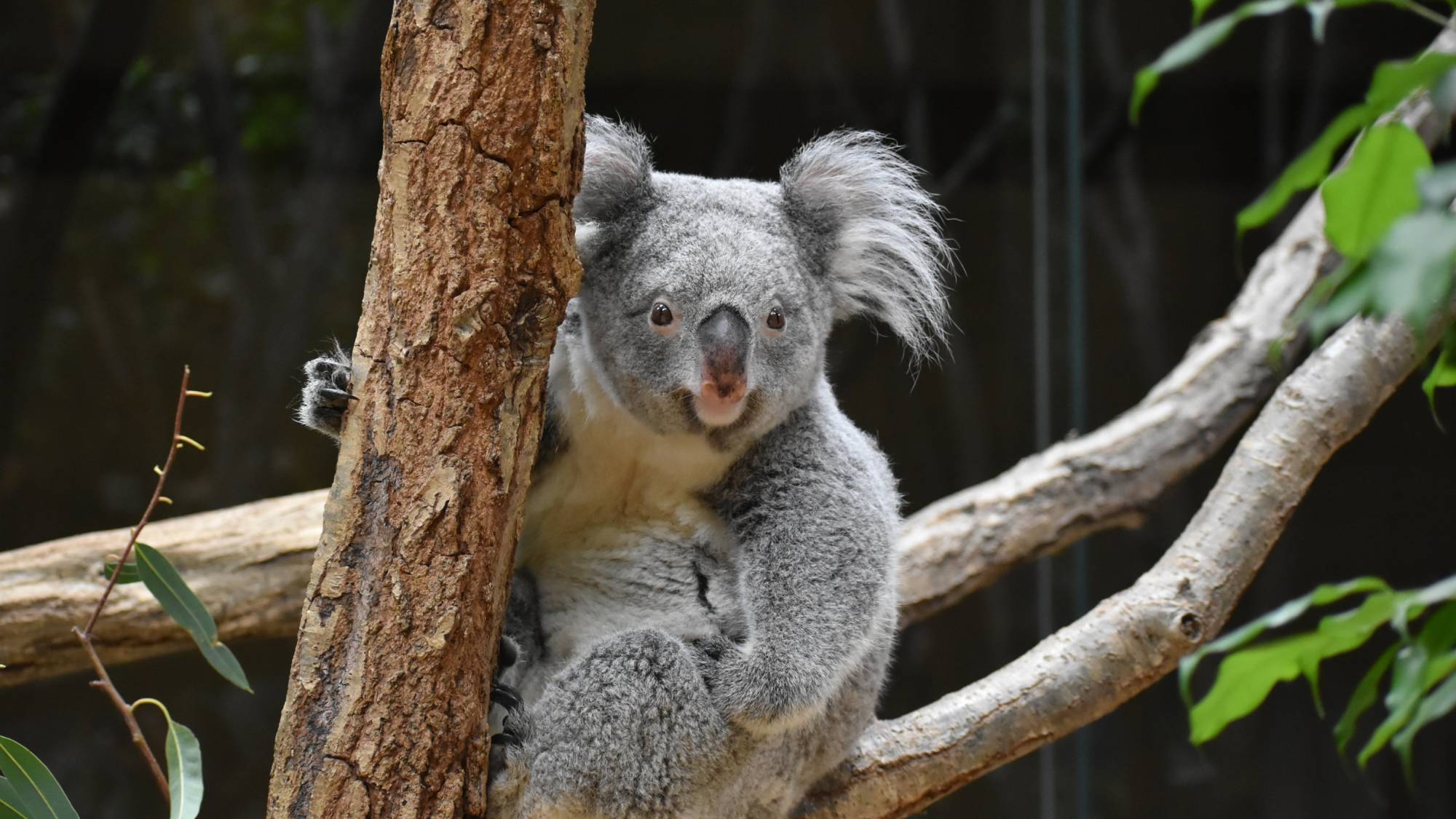 コアラ捨では人気のコアラの愛らしい姿をご覧いただけます