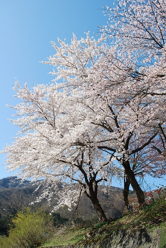 雪国だって、桜が綺麗なんですよ！