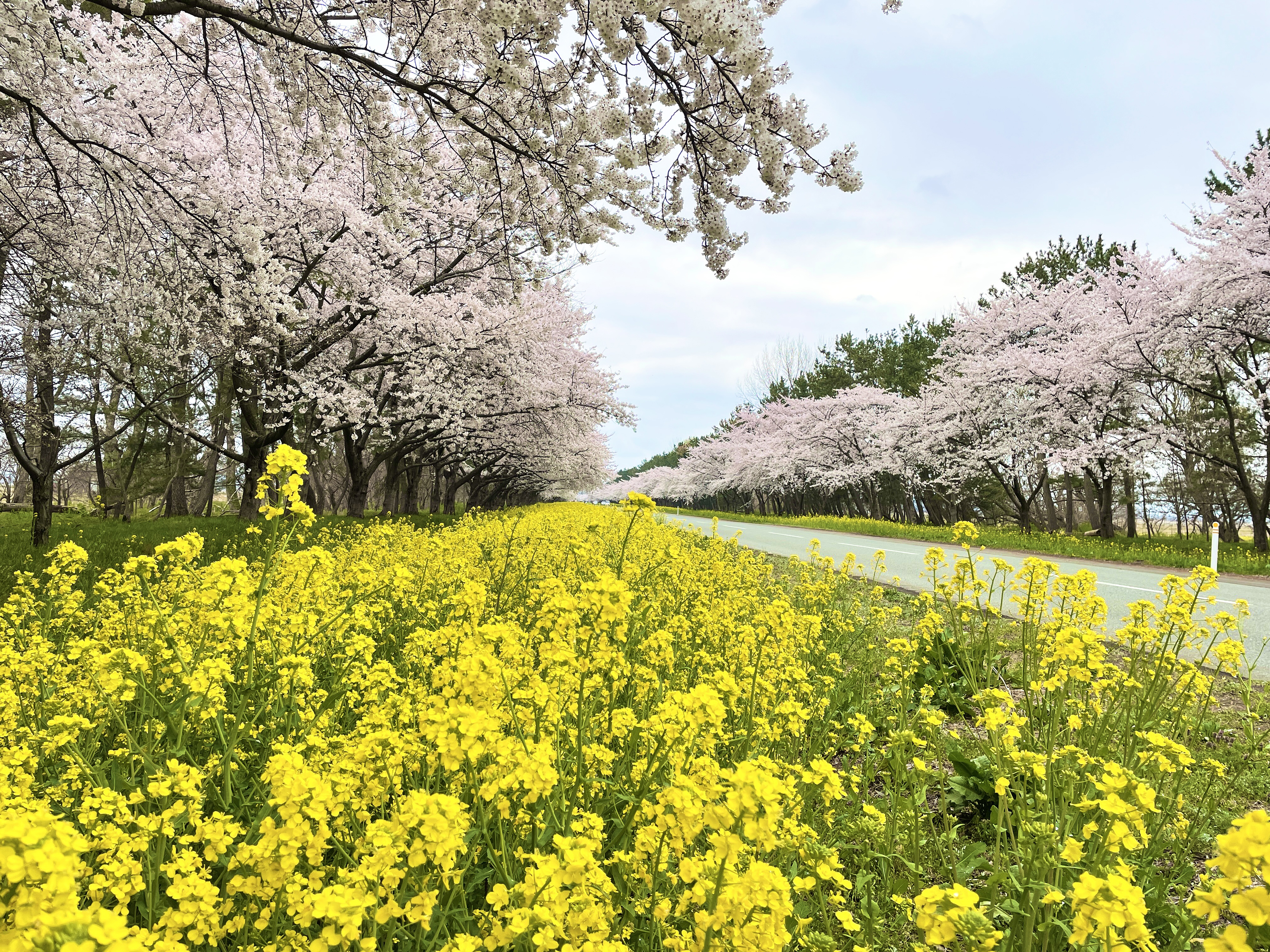 大潟村「菜の花ロード」