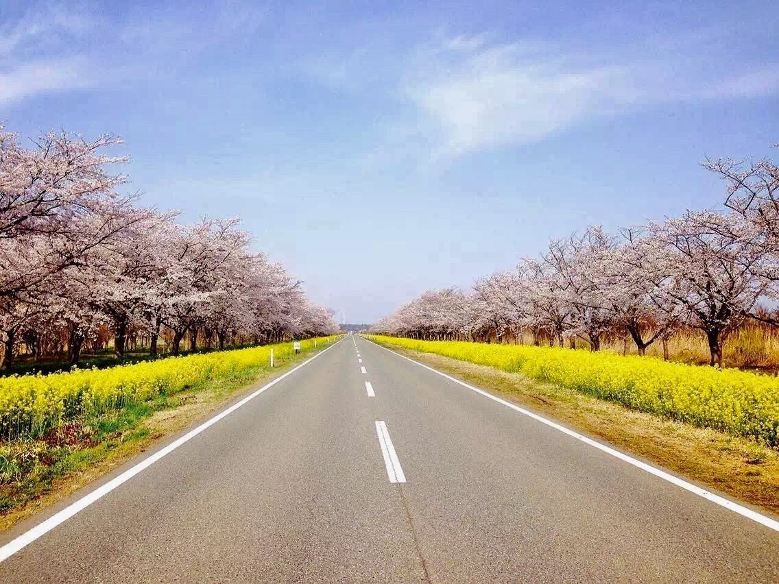 大潟村「菜の花ロード」