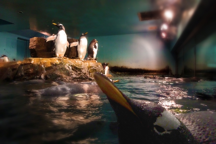 「男鹿水族館ＧＡＯ」ペンギン