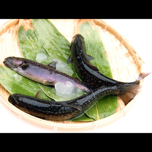 名物のイワナ料理は、活岩魚を使い、直前に捌きます。新鮮で臭みのない味わいをお楽しみ下さい。