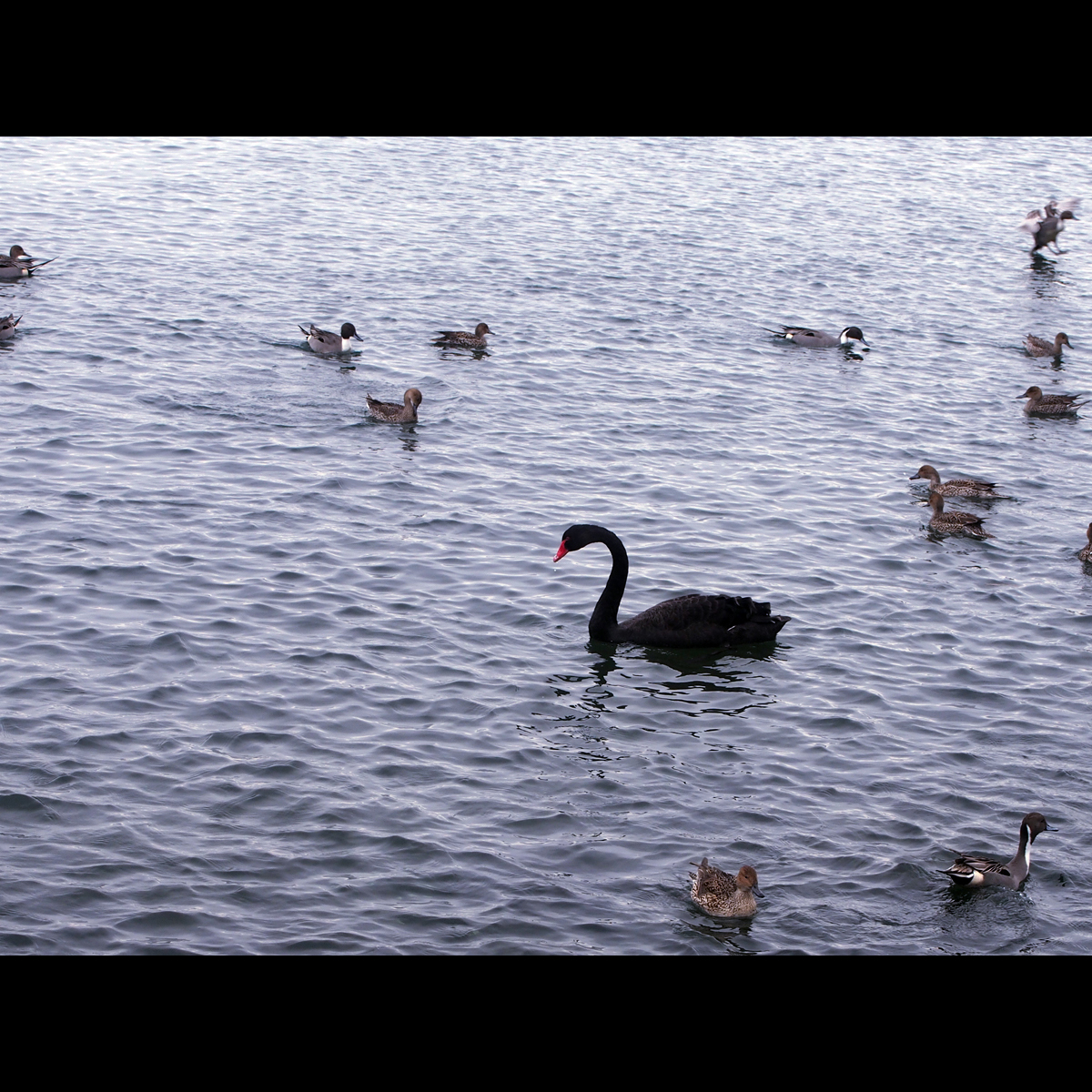 【猪苗代湖】今話題の『黒鳥』！！白鳥が多く見られる猪苗代湖ですがこれは珍しい！！画像募集中！