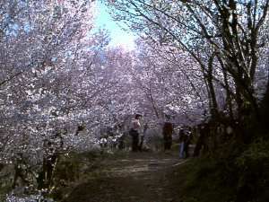 花見山公園