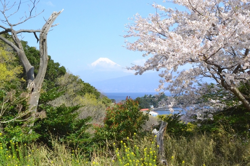 【沼津市を応援！ふるさと納税】チェックアウト時に寄付金額を決めてご宿泊（朝夕２食付プラン）