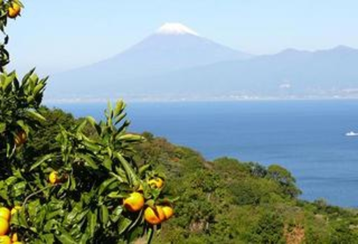 蜜柑山から富士山