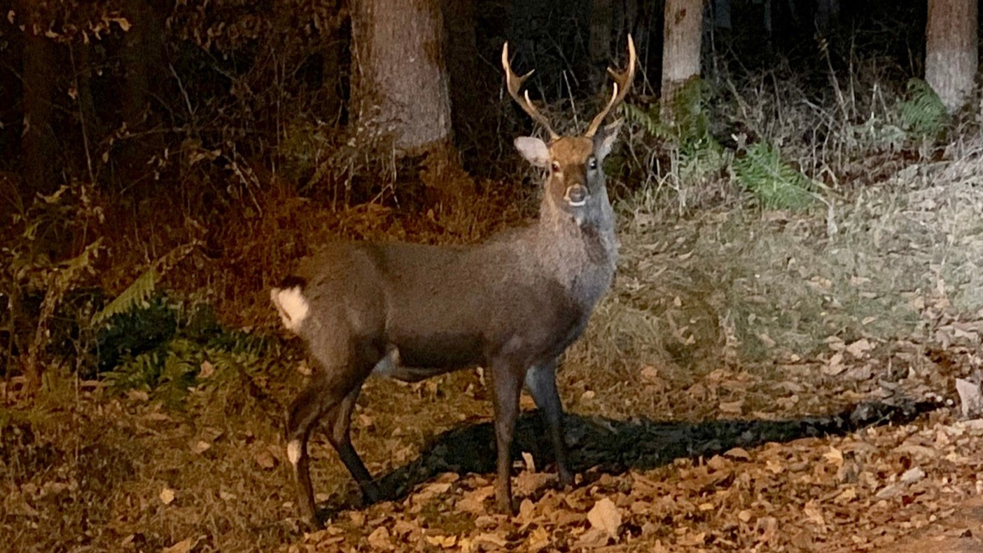 野生動物　鹿
