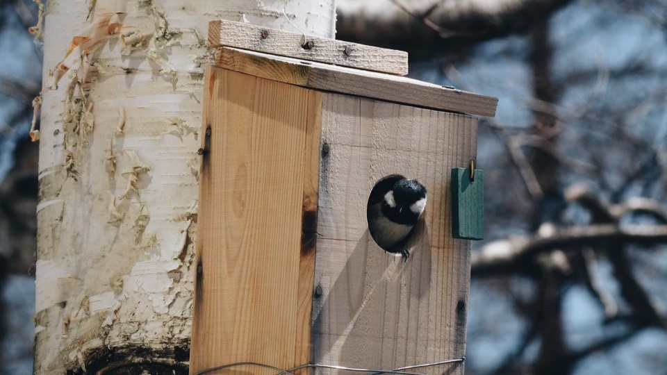 野生動物　野鳥