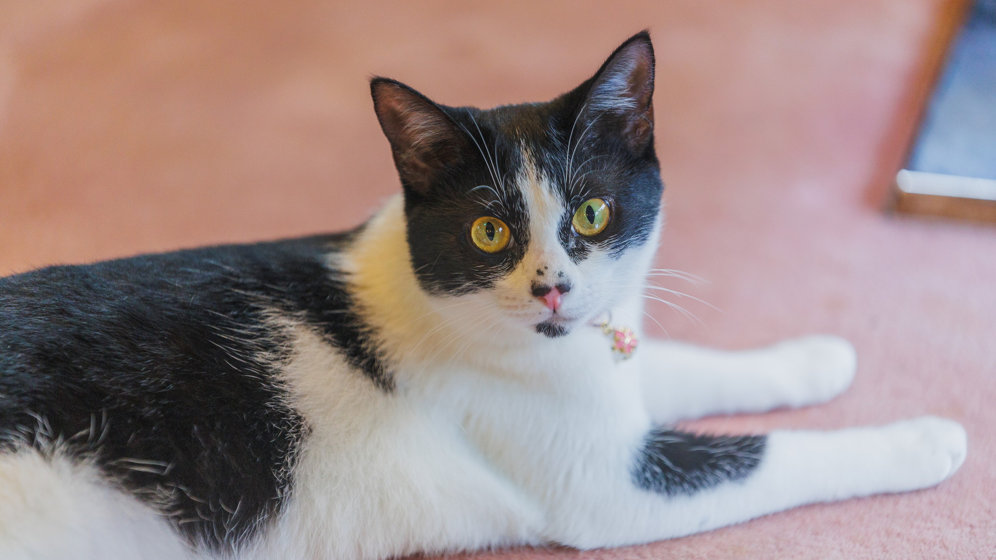 看板猫見習いのおとちゃん♀です！保護猫のけんた♂と兄妹ニャンコです♪