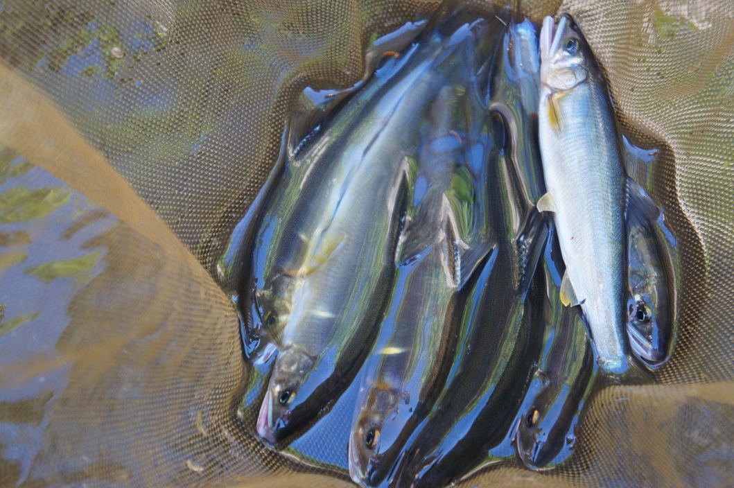 魚野川で鮎ルアープラン（10月限定）