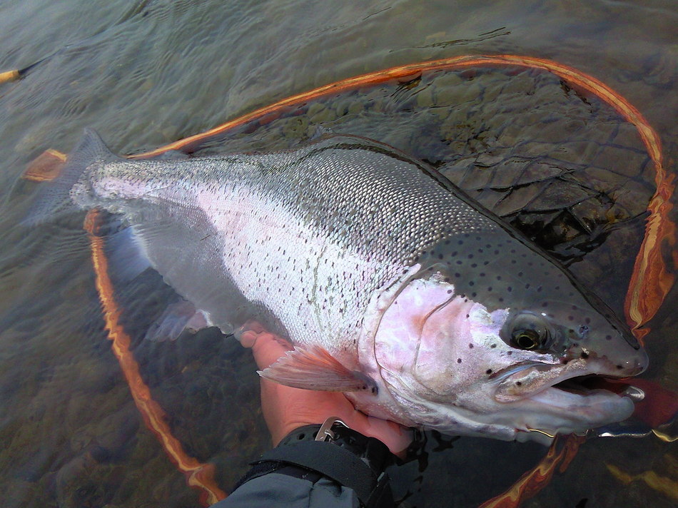 魚野川の釣り　3月のトラウトフィッシングプラン（オーナーがプロアングラーの宿）
