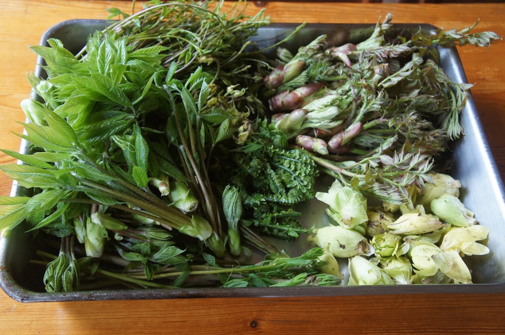 ゴールデンウィーク　新緑の湯沢・南魚沼自然体験プラン 　山菜採り・渓流釣り・トレッキング他