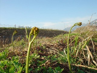 山菜採りプラン〜雪国南魚沼の野山の恵みを楽しんでください