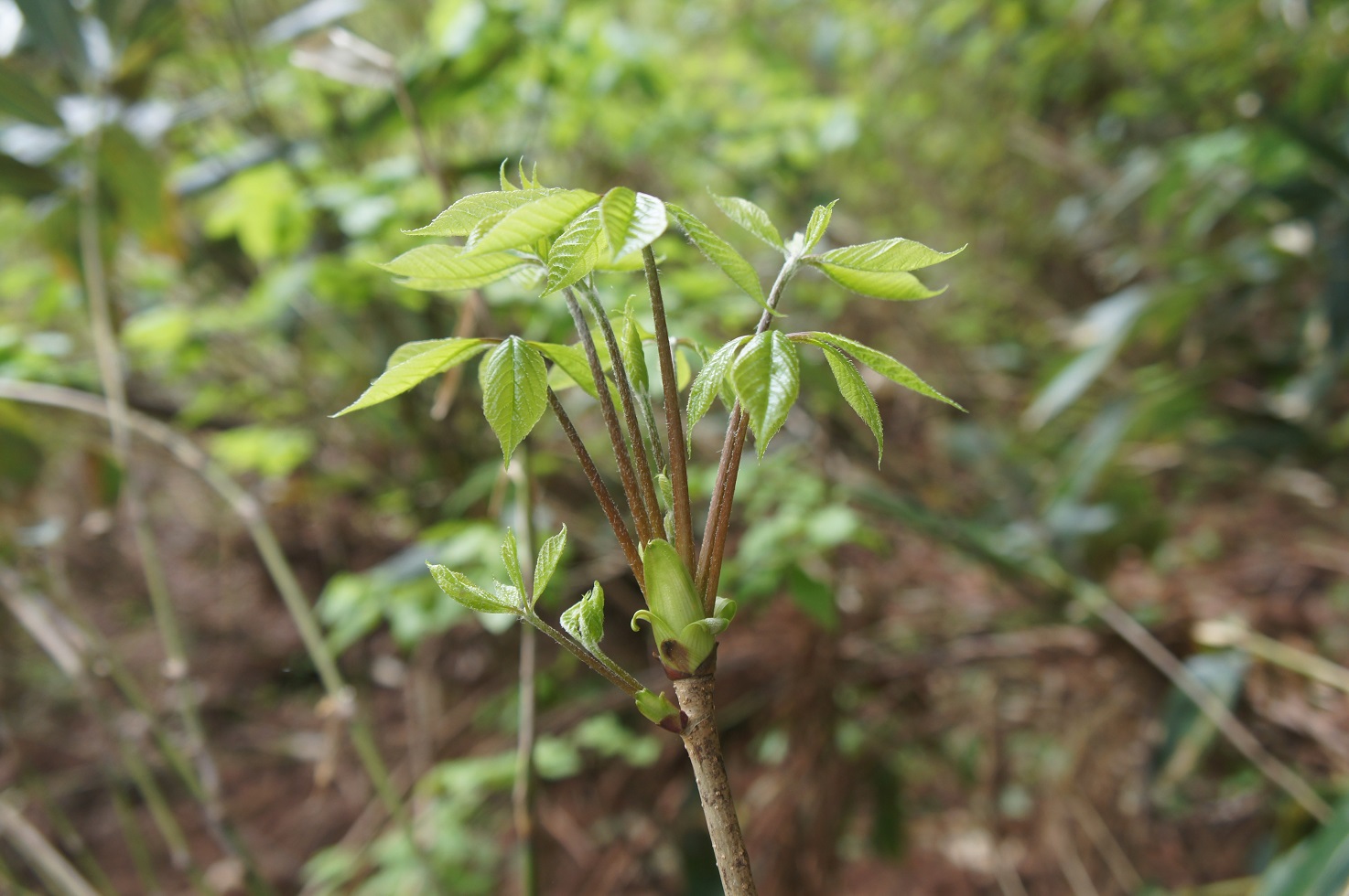 ゴールデンウィーク　新緑の湯沢・南魚沼自然体験プラン 　山菜採り・渓流釣り・トレッキング他