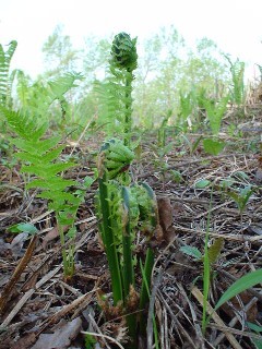 ゴールデンウィーク　新緑の湯沢・南魚沼自然体験プラン 　山菜採り・渓流釣り・トレッキング他